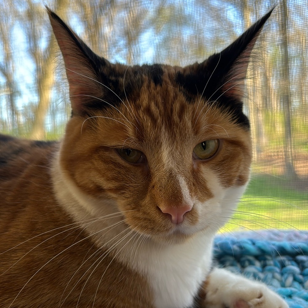 Meet your Posher, Bobbie